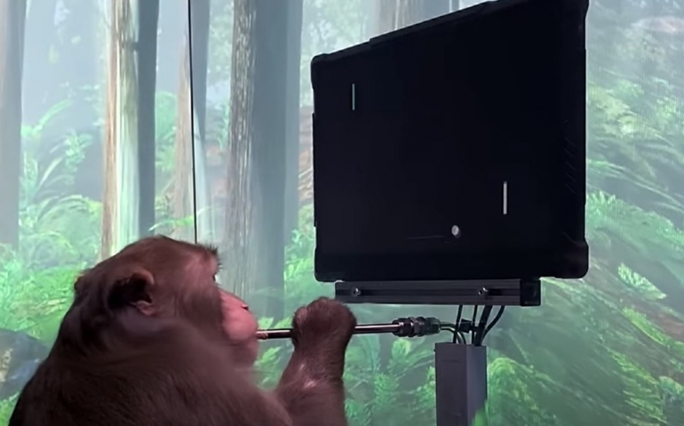 (VIDEO) O maimuță cu un cip implantat în creier joacă ping-pong pe computer cu ajutorul minții