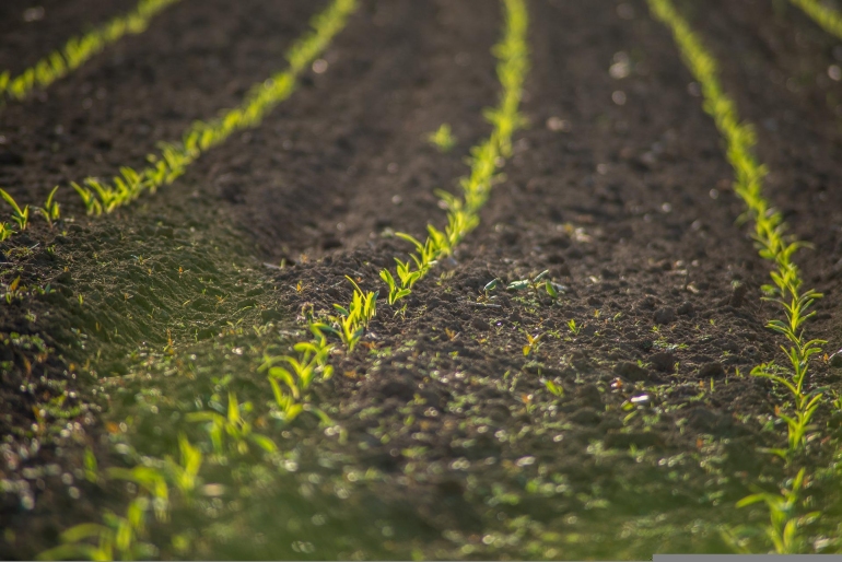 Cât teren agricol controlează Rusia în Ucraina. ”Criza alimentară va afecta fiecare om de pe planetă”