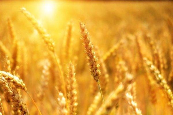 Индия не планирует импортировать пшеницу