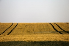 Ucraina se pregătește de recoltarea cerealelor. „Anul viitor vom visa la problemele de acum. Anul viitor, ele vor fi mult mai grave”