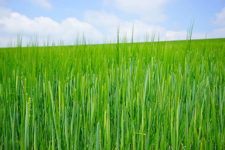 Посевные площади осенней пшеницы в Молдове стали значительно меньше