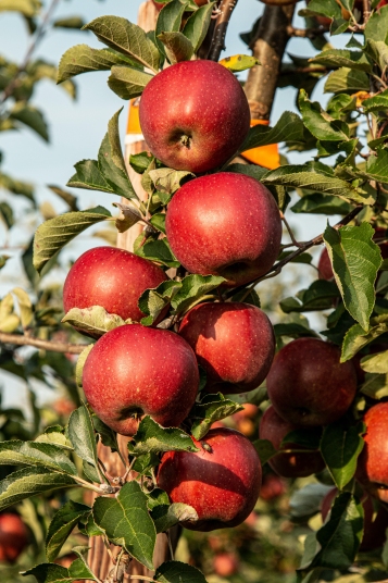 Producătorii de mere și-au diversificat piețele de desfacere