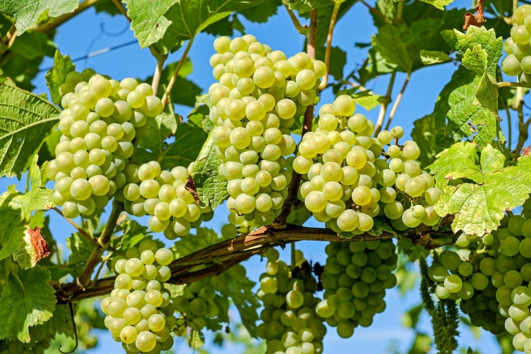 В Молдове ожидают высокий урожай столового винограда
