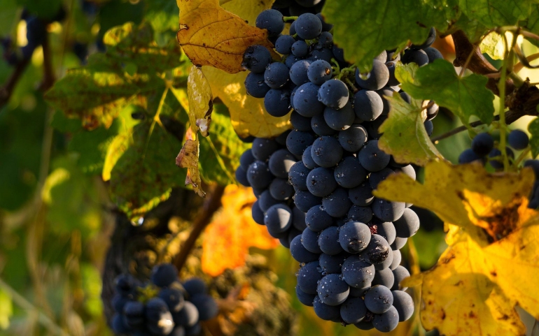 Молдавские сливы, виноград и яблоки будут беспошлинно поступать на рынки ЕС