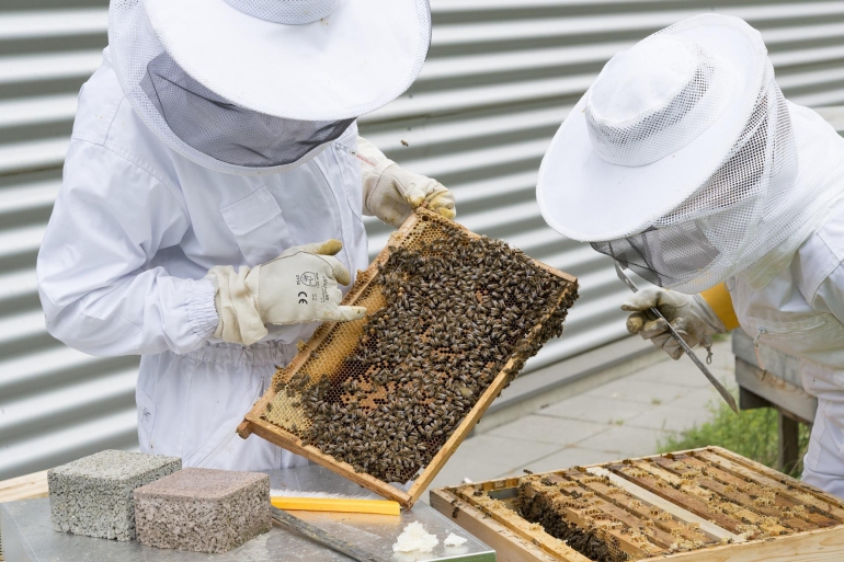 Пчеловодам будут сообщать об обработке сельскохозкультур вблизи пасек