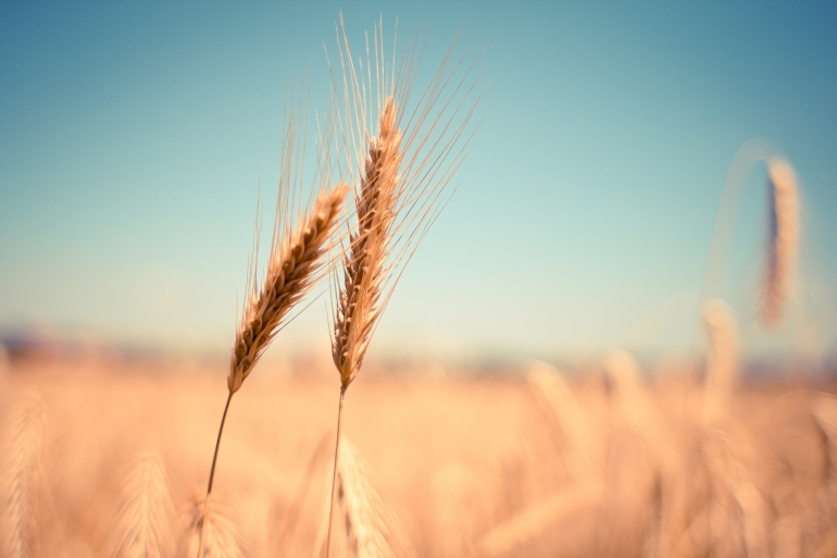 Когда могут быть сняты ограничения на экспорт пшеницы