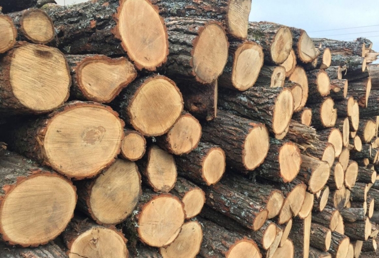 Guvernul alocă Agenției „Moldsilva” 64,25 milioane de lei, pentru a nu admite majorarea prețului la lemnul de foc