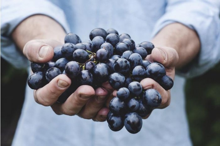 Власти призвали производителей винограда зарегистрироваться в Виноградно-винодельческом регистре