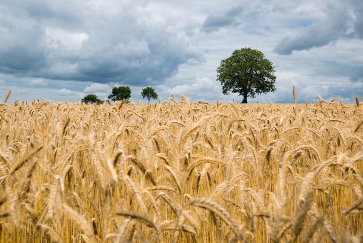 Moldova ridică interdicția de a exporta grâu