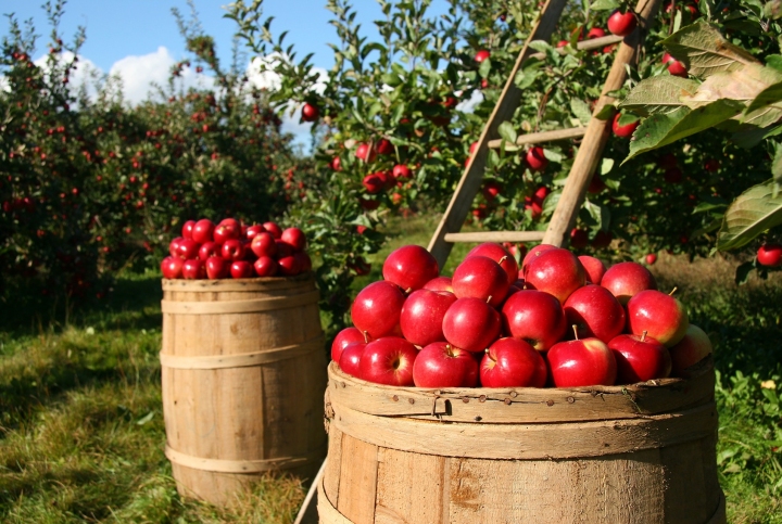 Молдавские яблоки впервые экспортируются в Германию и Финляндию
