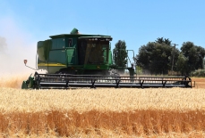 Монополия на рынке зерна и подсолнечного масла: мифы и реальность