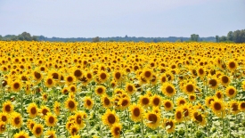 Cine și unde exportă semințele de floarea-soarelui din R. Moldova