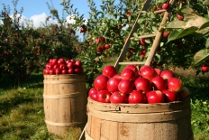 Молдавские яблоки впервые экспортируются в Германию и Финляндию
