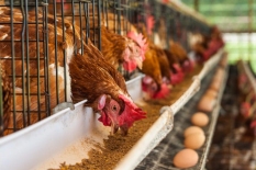 Молдова получила право экспорта в ЕС курятины и яиц