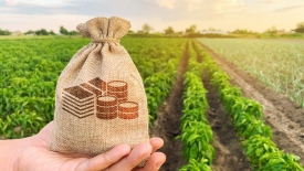 Agricultorii vor beneficia de subvenții de la stat pentru îmbunătățirea calității solurilor