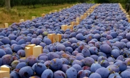 Moldova a ajuns cel mai mare exportator de prune din emisfera nordică: Principala piață este UE